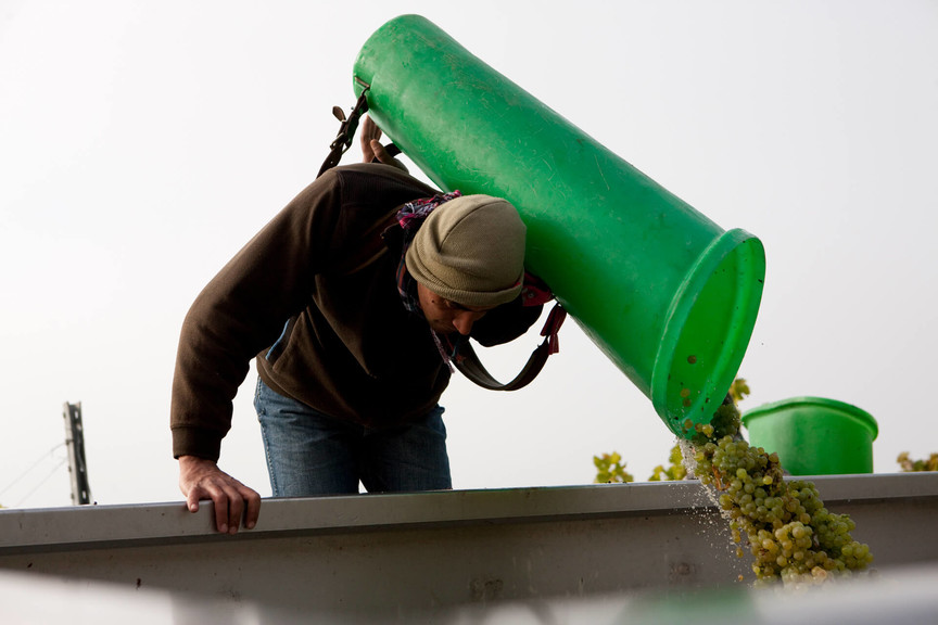 Weingut-Hofmann-Weinlese-Ipsheim